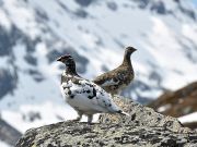 Le Mont Blanc, un trésor de biodiversité 